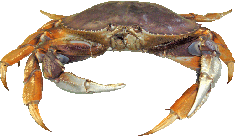 Dungeness Crab